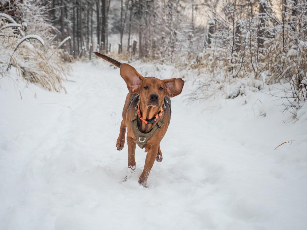 Воспитание и дрессировка польского огара