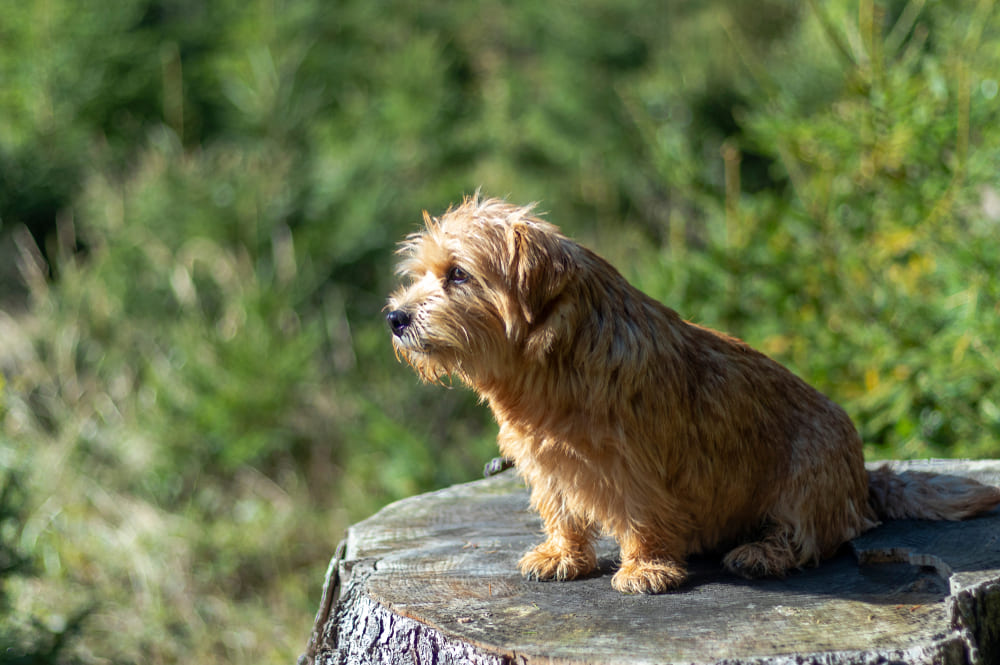 Норфолк-терьер готов к вязке только по достижении половой зрелости