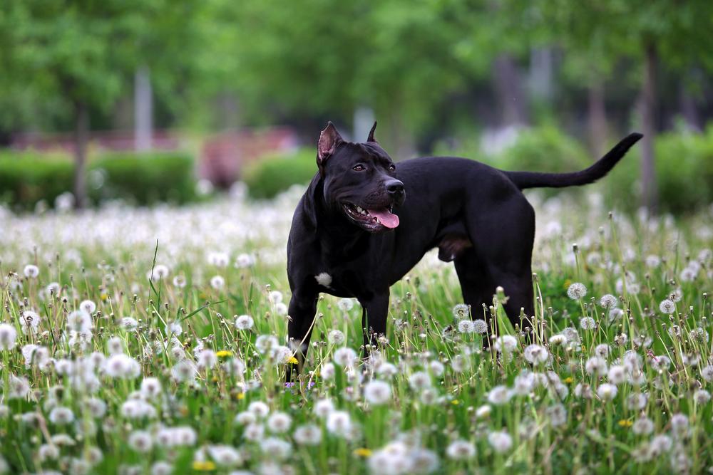 Питбультерьер нуждается в более твердой руке, чем амстафф