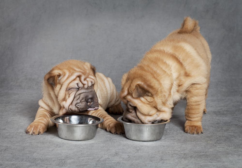 Что выбрать для щенка: натуральное или готовое питание?