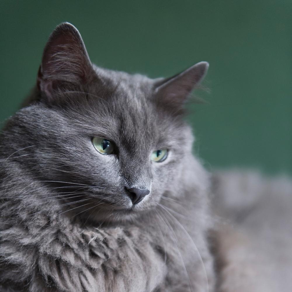 Пушистые зеленоглазые кошки: нибелунг Пушистые зеленоглазые кошки: нибелунг