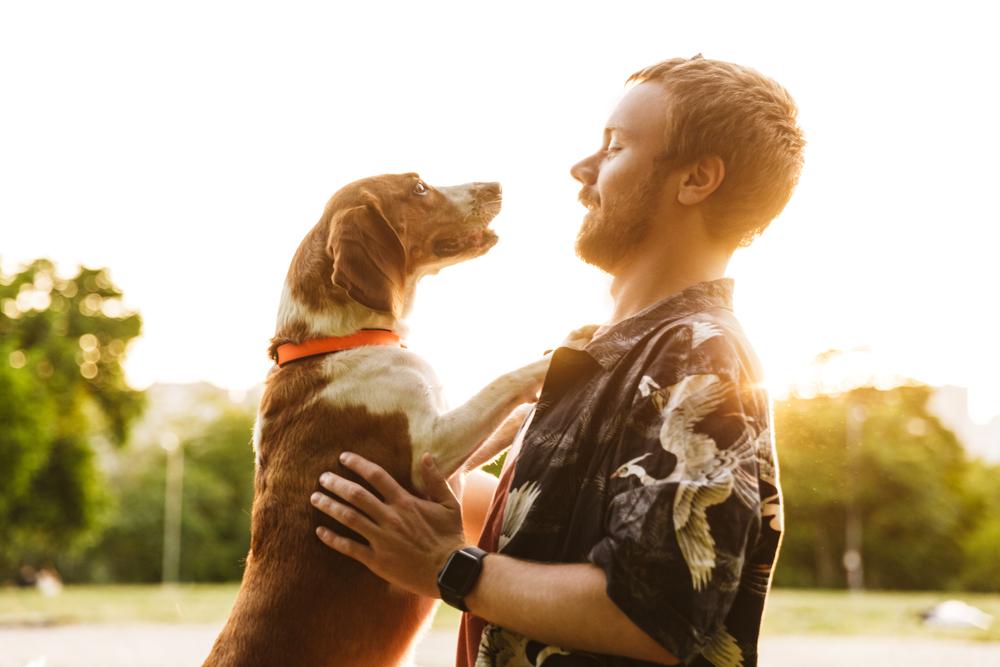 Как бороться с агрессией при социализации собаки Как бороться с агрессией при социализации собаки