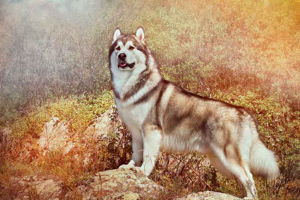 Владельцу важно знать, сколько живут аляскинские маламуты