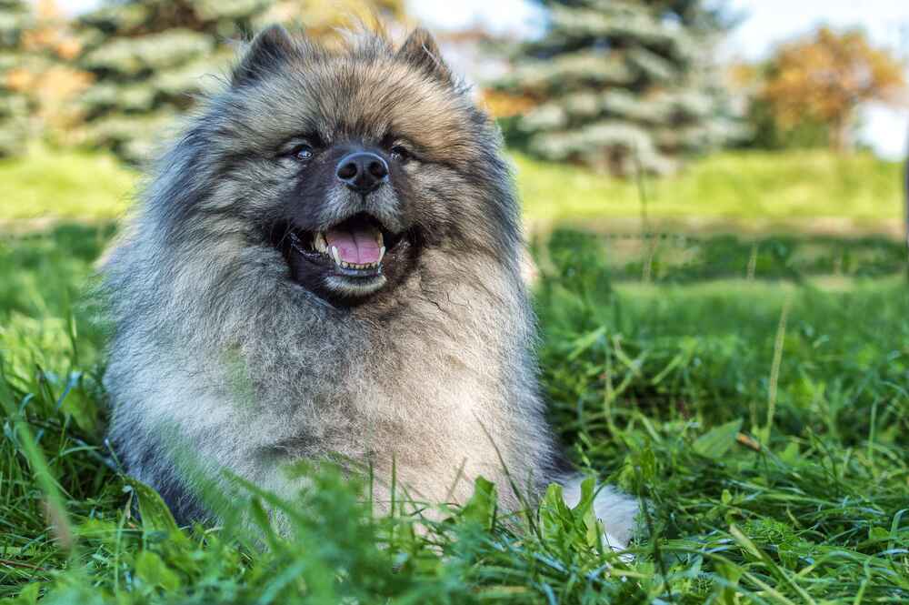 Кеесхонд нуждается в гигиене