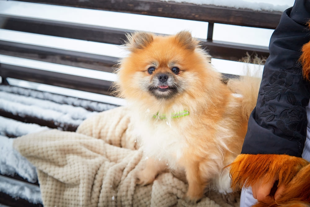 Шпиц во время течки нуждается в уходе