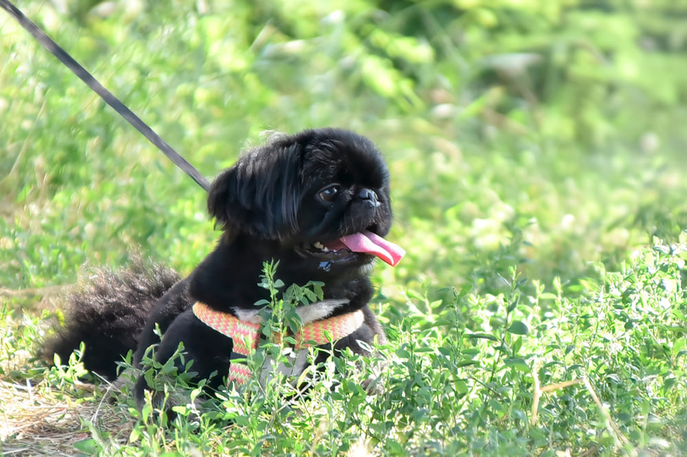 Какой характер у пекинеса?