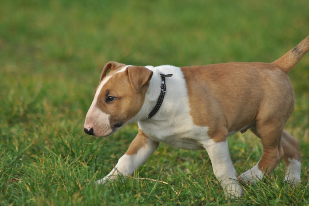 Бультерьер нуждается в уходе за шерстью