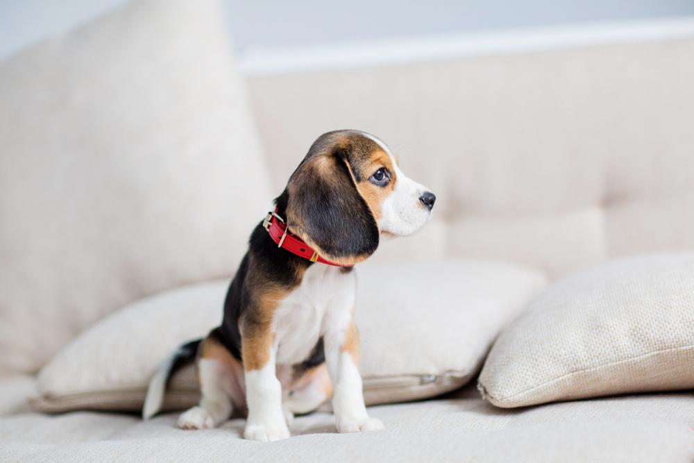 Дополнительные элементы для ошейника для щенка Дополнительные элементы для ошейника для щенка