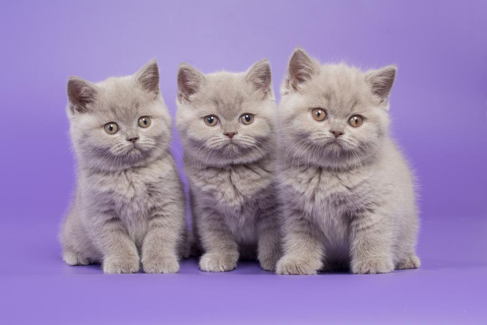 Самые необычные однотонные расцветки кошек: лиловый Самые необычные однотонные расцветки кошек: лиловый