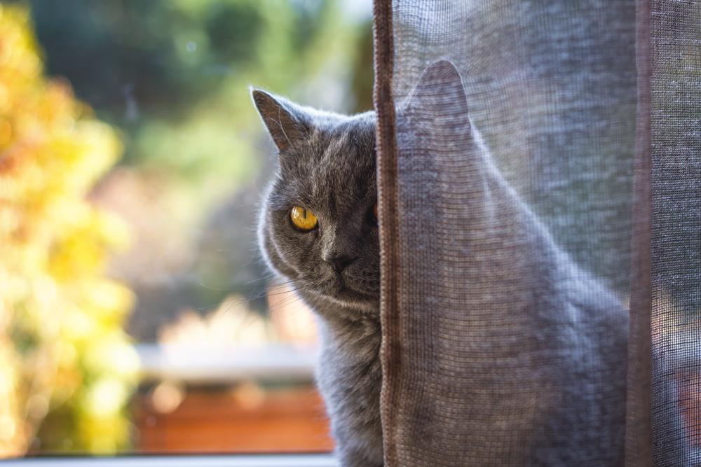 Как отучить кошку зализать на шторы Как отучить кошку зализать на шторы