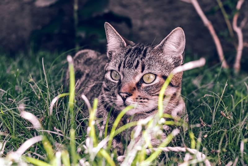 Гладкошерстные породы кошек: бразильская короткошерстная Гладкошерстные породы кошек: бразильская короткошерстная