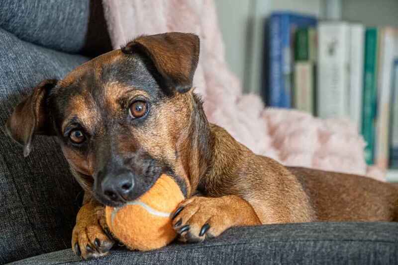 Паттердейл-терьер с мячом
