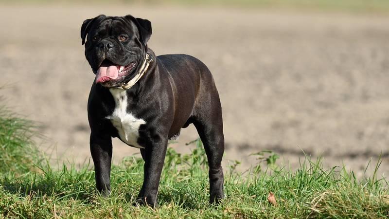 Породы собак из группы молоссов: континентальный бульдог