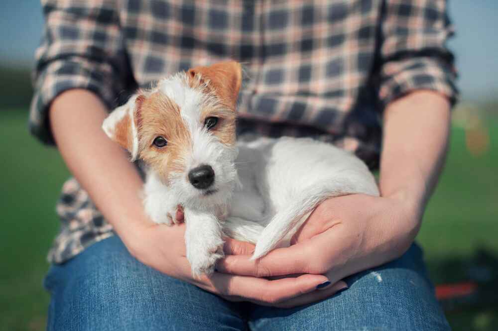 Парсон-рассел-терьер на прогулке