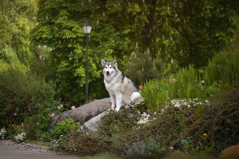 Пол – один из факторов, влияющих на то, сколько весит аляскинский маламут