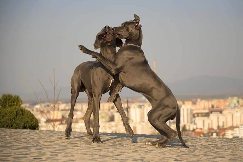 Большие серые собаки: немецкий дог Большие серые собаки: немецкий дог