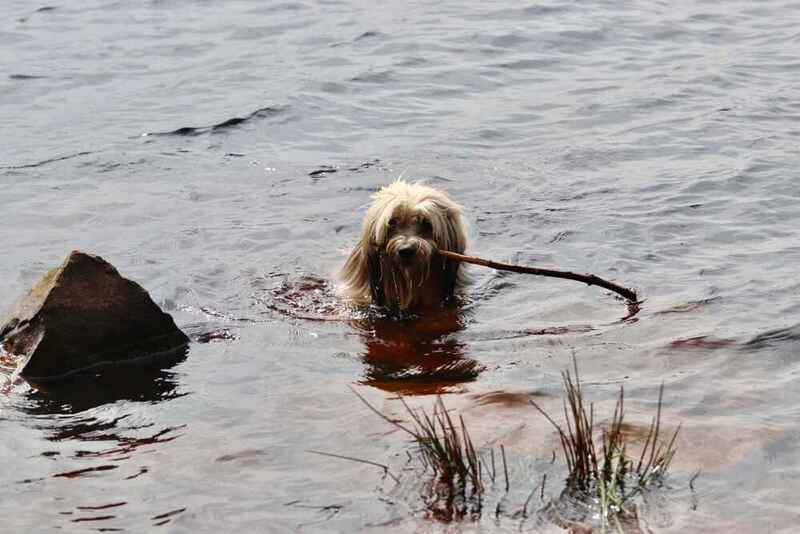 Тибетский терьер с палкой в воде
