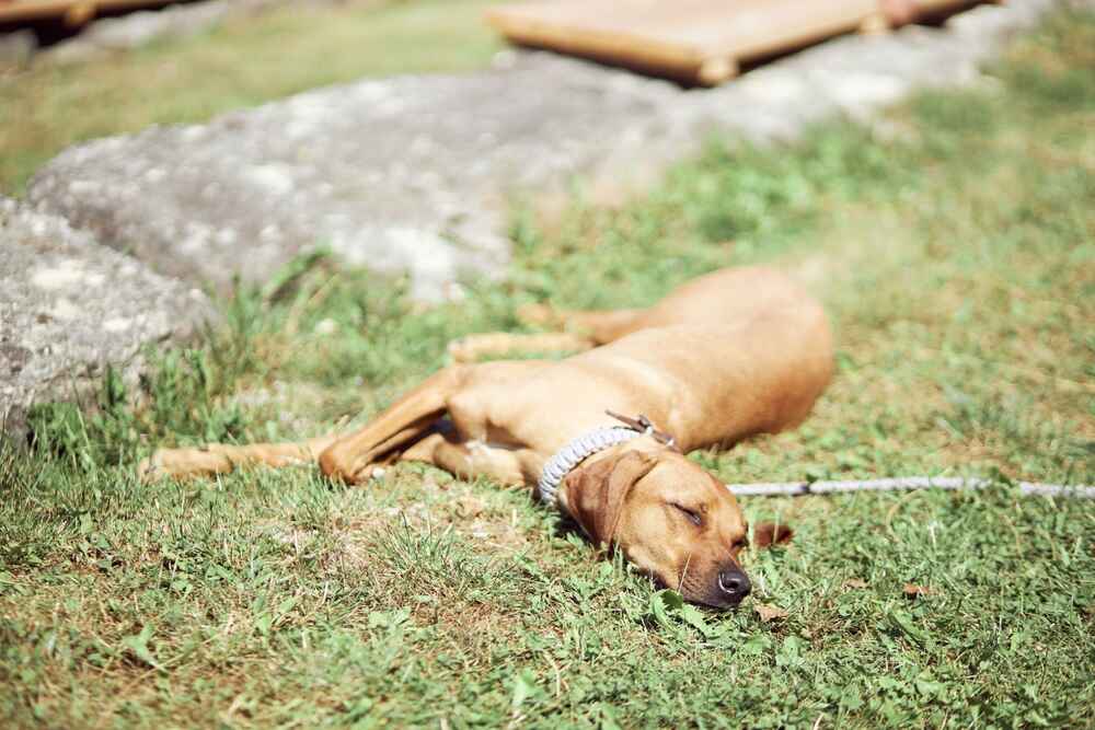 Спящий родезийский риджбек