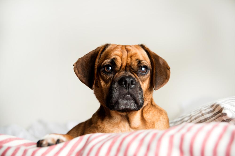 повадки пагля