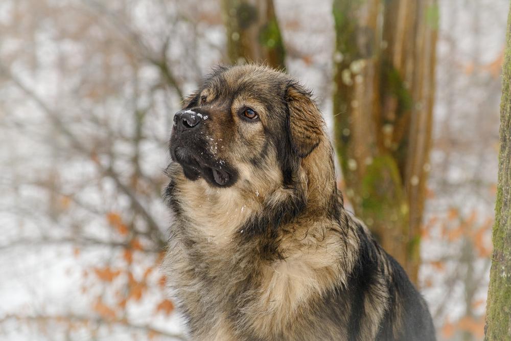 Характер крашской овчарки