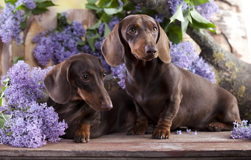 Разрешенные окрасы гладкошерстных такс: коричневый подпал Разрешенные окрасы гладкошерстных такс: коричневый подпал