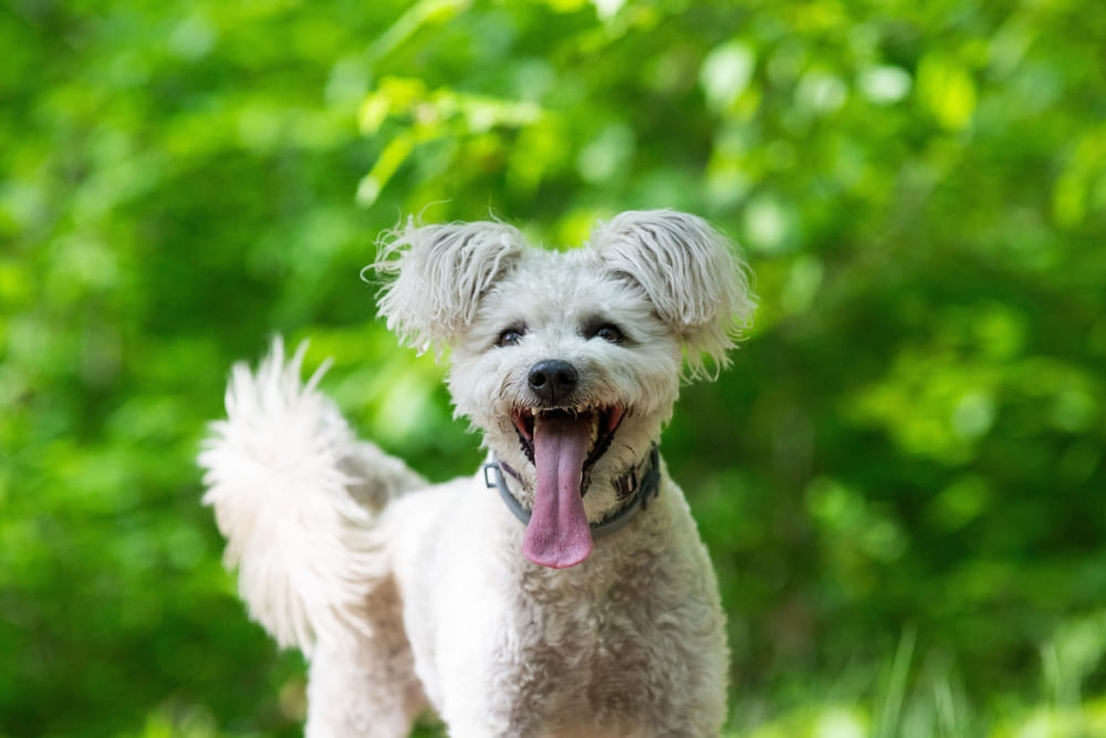 Вяжут пуми на раньше двухгодовалого возраста