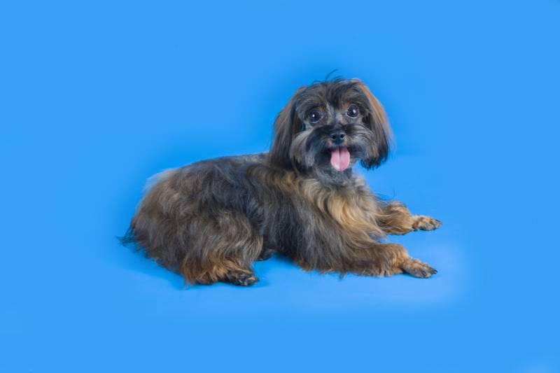 Внешность петербургской орхидеи