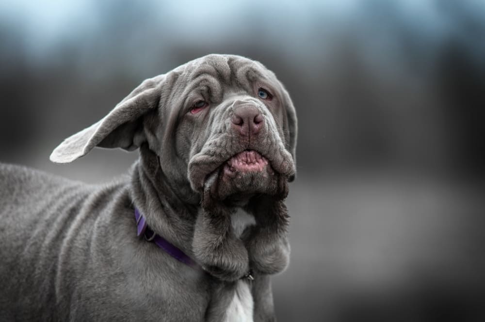 Милый щенок неаполитанского мастифа