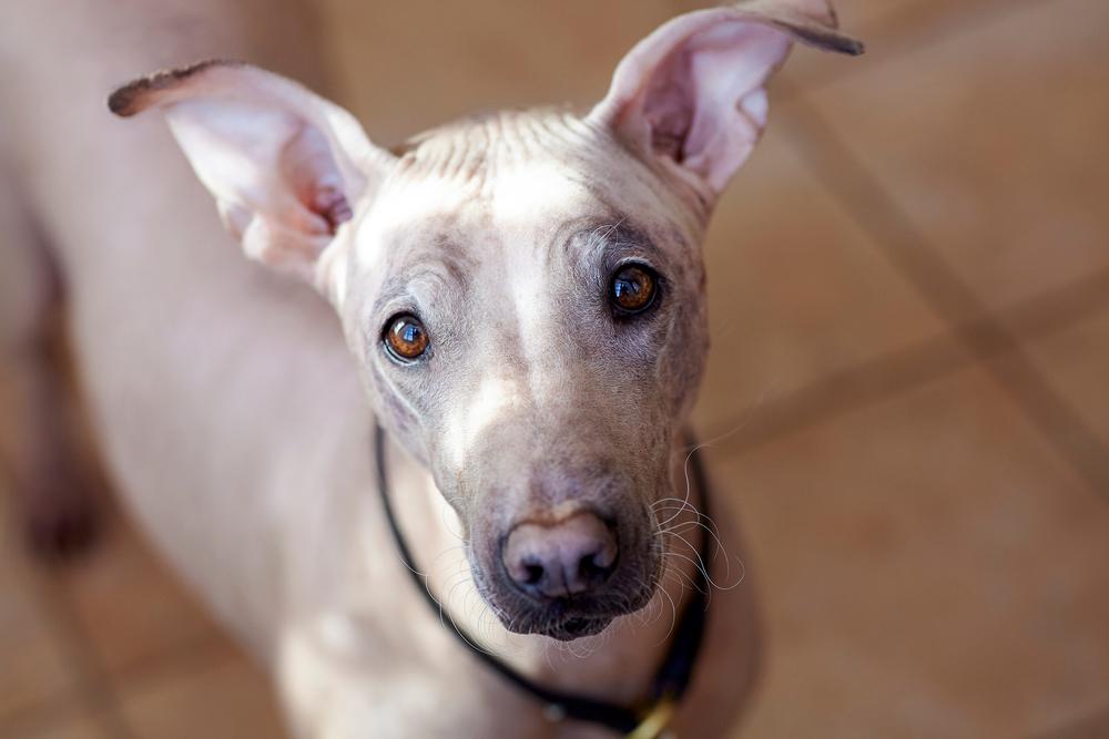 Возможные заболевания американского голого терьера 