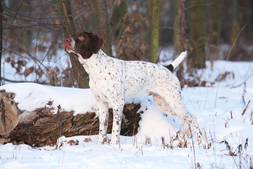 редкие французские породы: пиренейский бракк.jpg редкие французские породы: пиренейский бракк.jpg