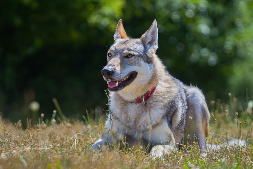 Порода чехословацкий влчак