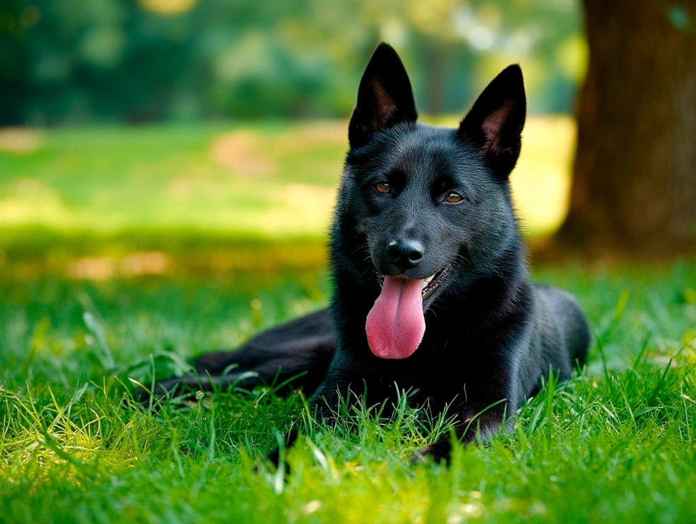 Норвежские лайки имеют склонность к некоторым болезням