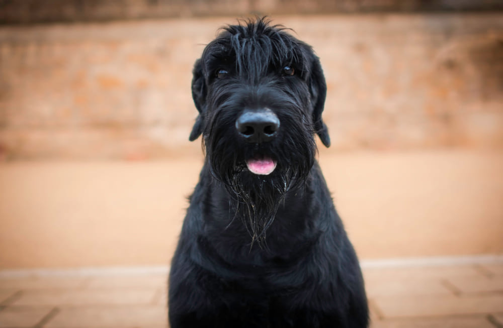 Сколько весит ризеншнауцер?