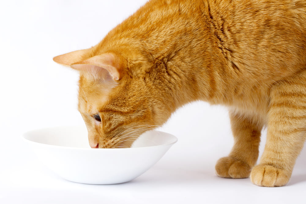 Узнать, можно ли кошке шпинат, лучше у диетолога