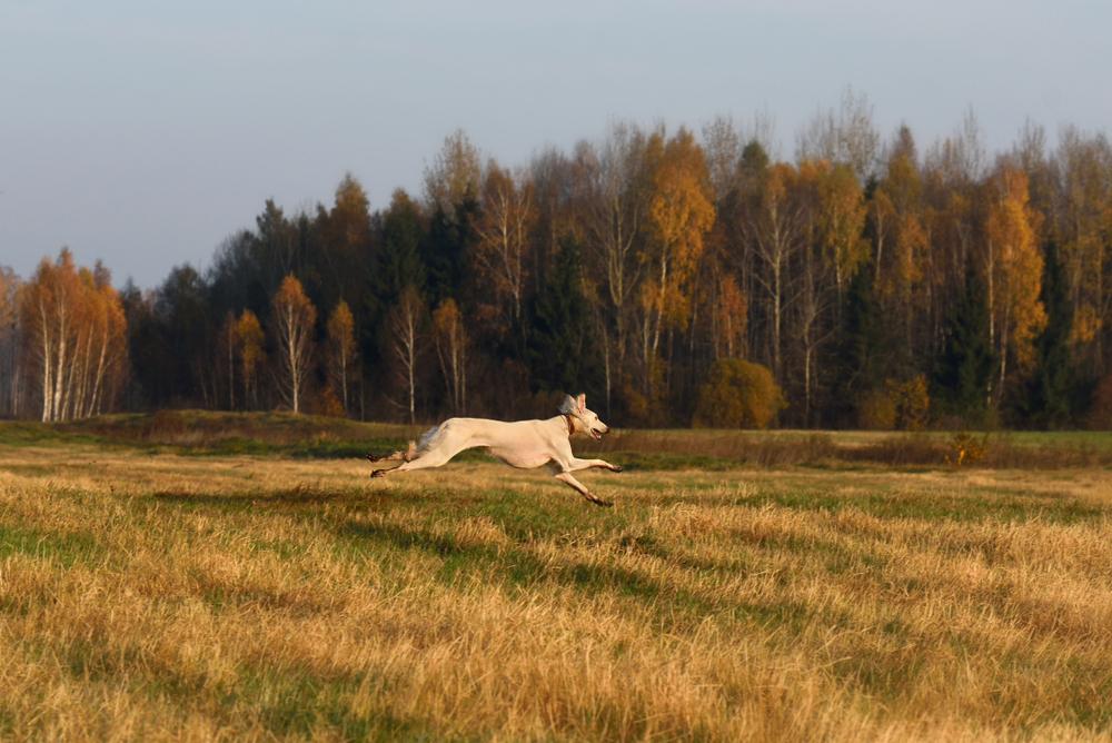 Характер породы тазы