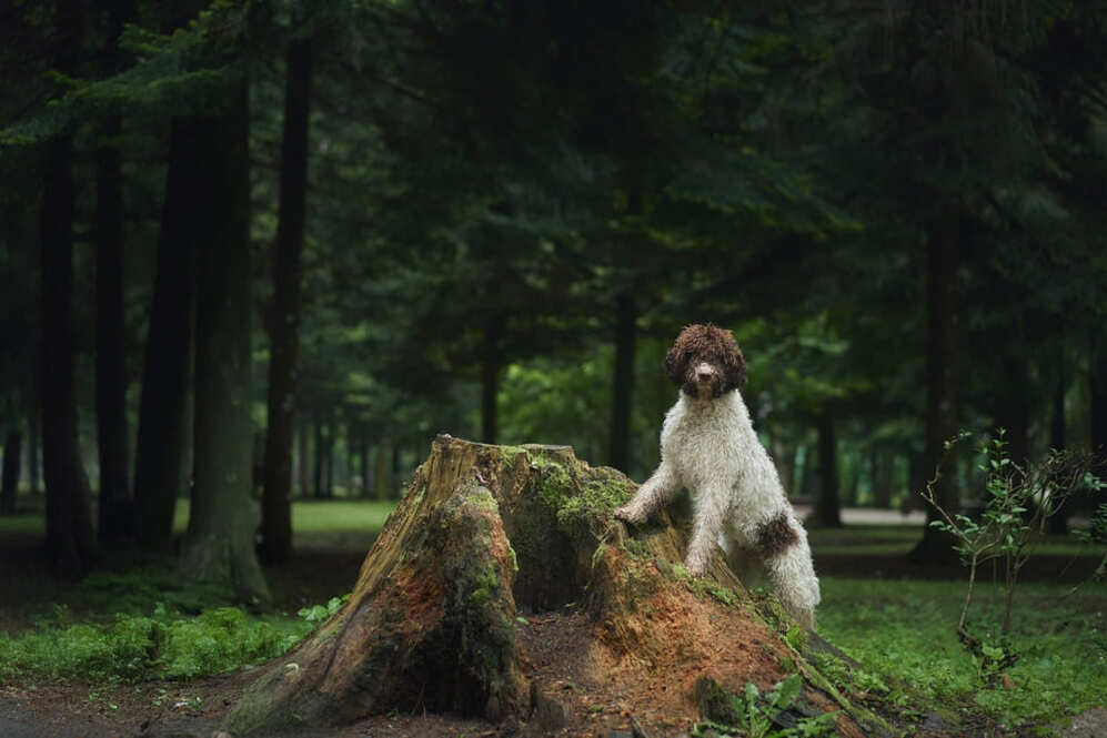 Лаготто романьоло миролюбивы по отношению к чужакам