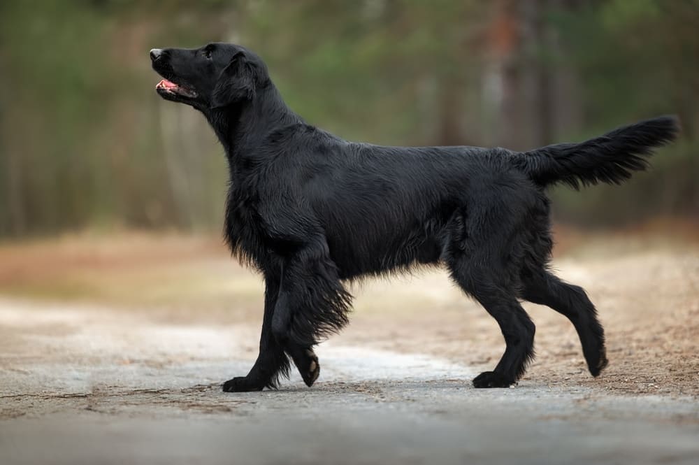 Прямошерстный ретривер стоит боком