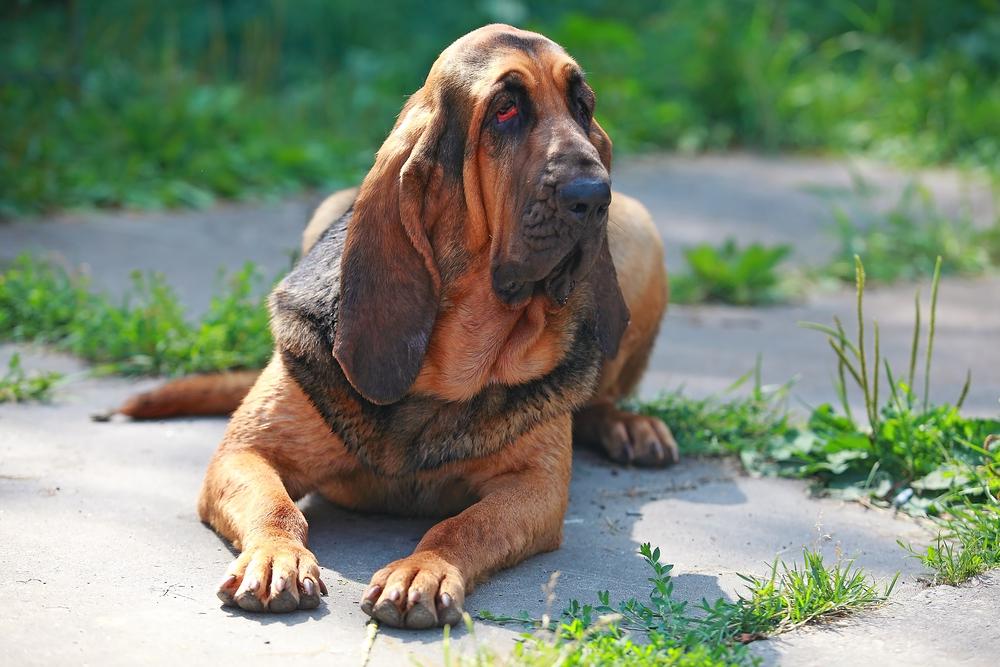 Шотландские породы собак: бладхаунд Шотландские породы собак: бладхаунд