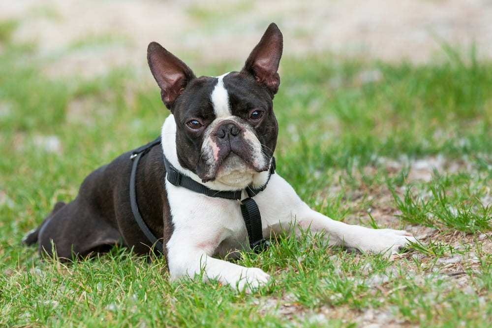 Важно знать, сколько живут бостон-терьеры в норме