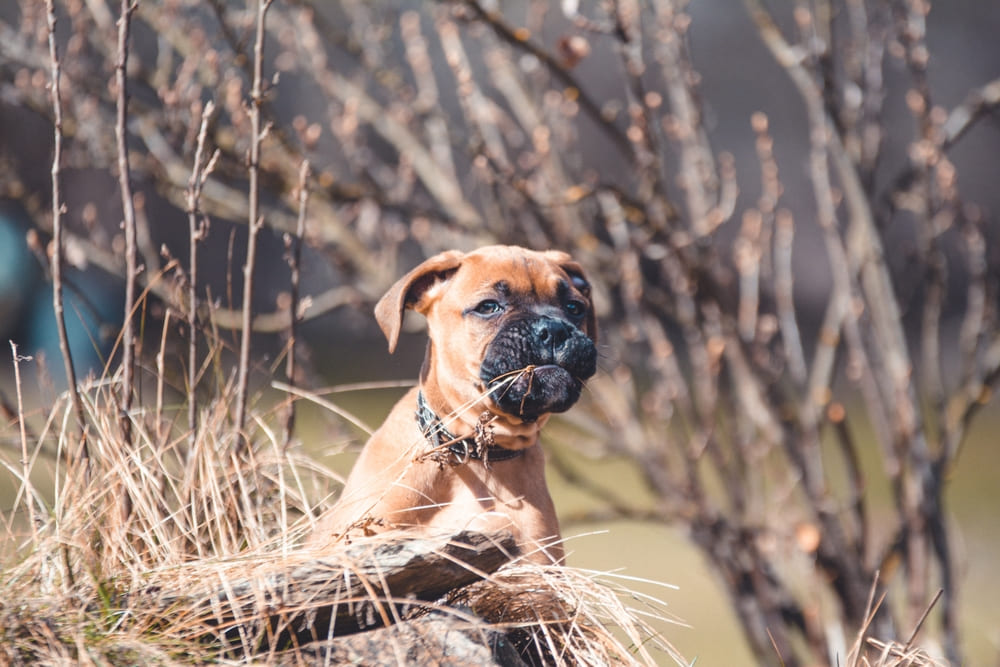 Рацион для собаки боксера должен составлять специалист