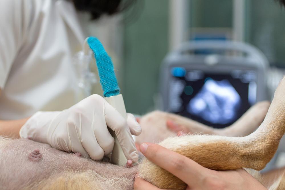 Что такое ультразвуковое исследование для собак