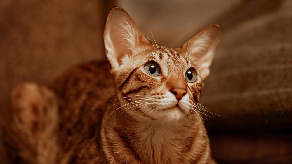 Пятнистые окрасы ориентальных кошек: споттед Пятнистые окрасы ориентальных кошек: споттед