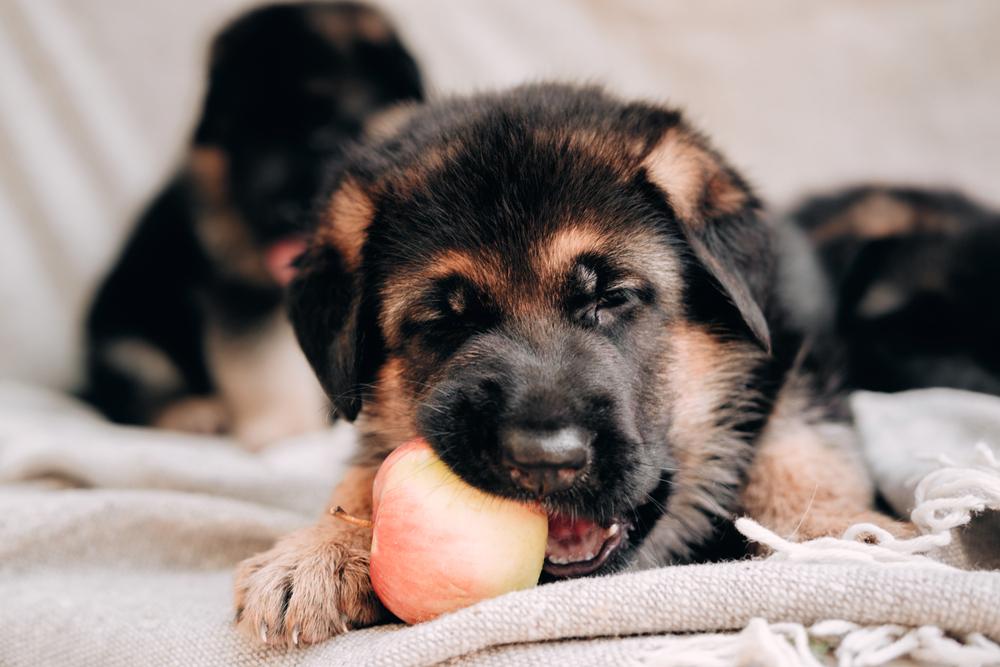 Как определить щенка немецкой овчарки от дворняги: отличия и на что ...