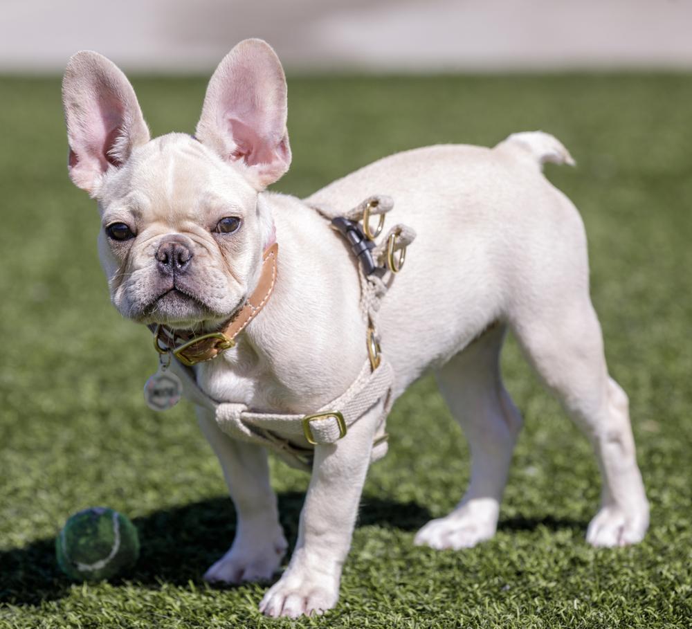 Редкие окрасы французских бульдогов: платиновый Редкие окрасы французских бульдогов: платиновый