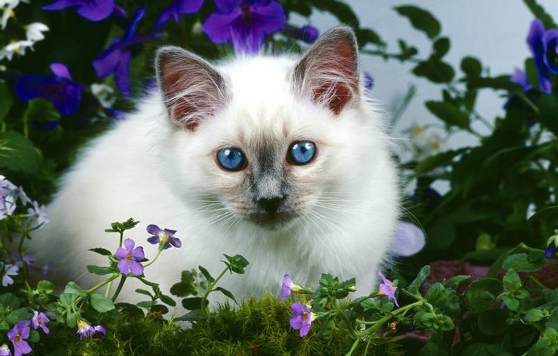 Самые общительные породы кошек: бирманская Самые общительные породы кошек: бирманская