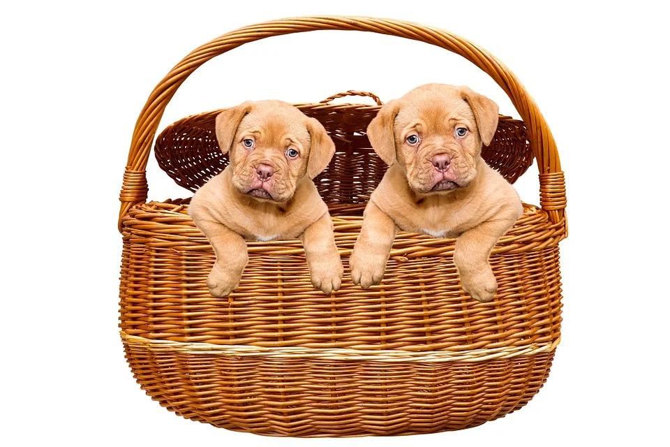 Советы по выбору щенка бордоского дога