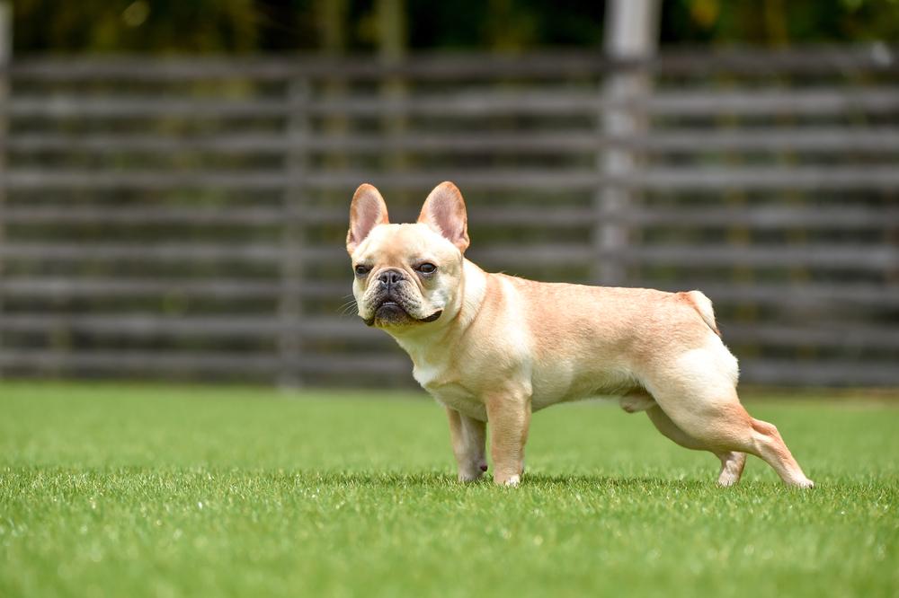 Редкие окрасы французских бульдогов: подласый Редкие окрасы французских бульдогов: подласый