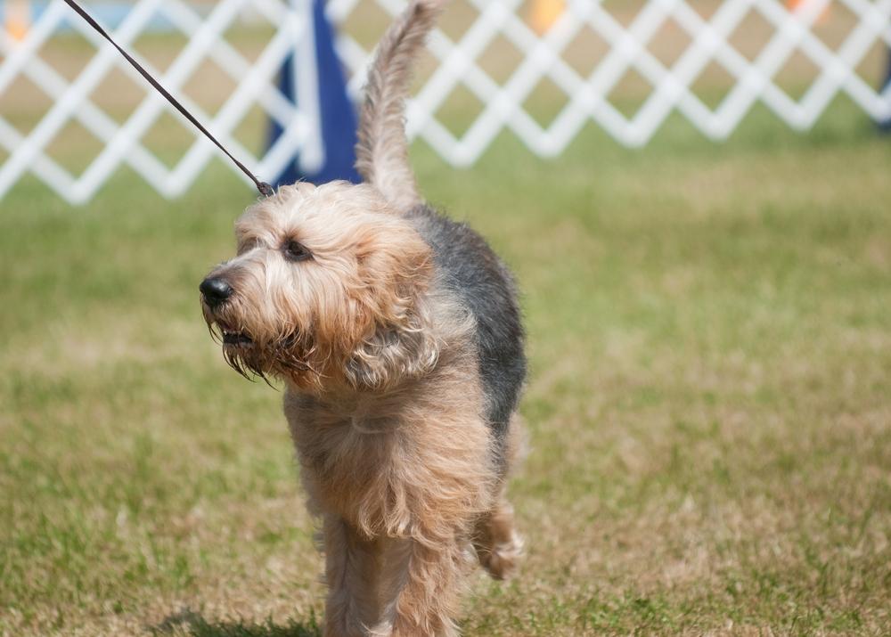 Воспитание и дрессировка оттерхаунда
