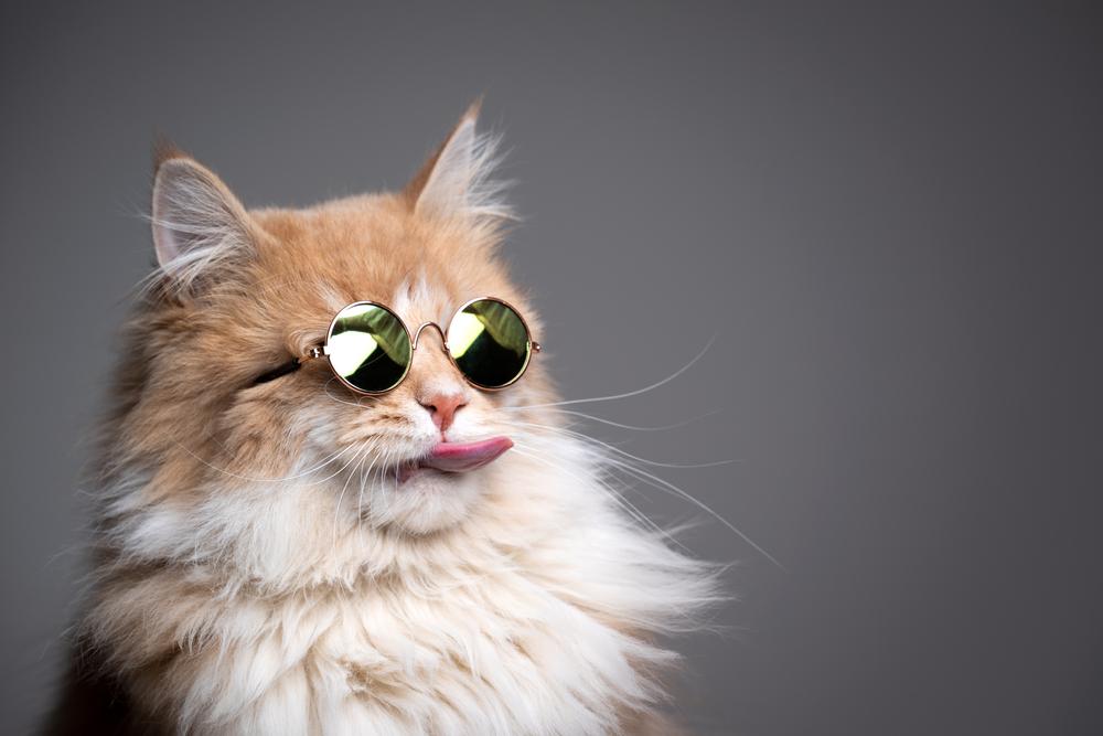 TOP nejoblíbenější kočky na světě: Mainská mývalí kočka