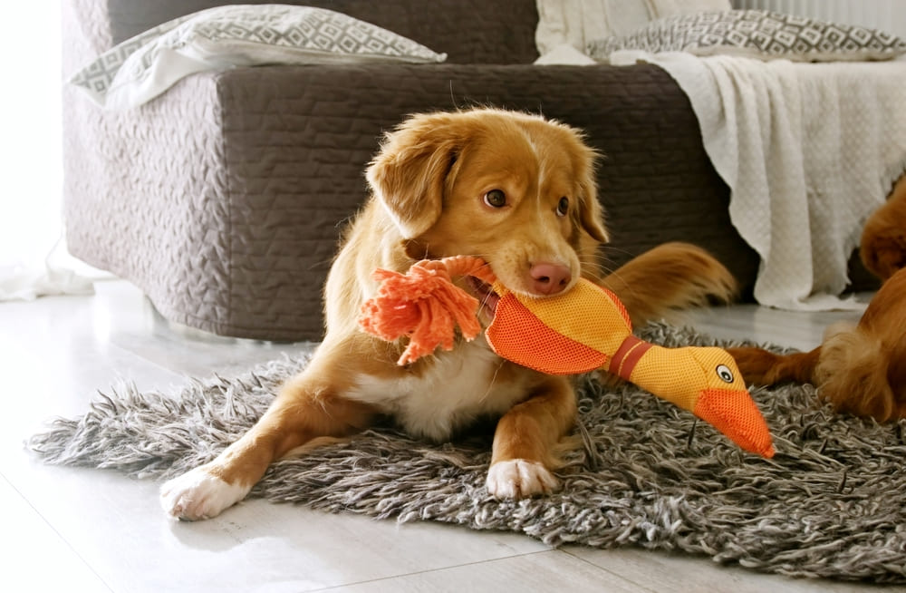 Собака шотландский ретривер